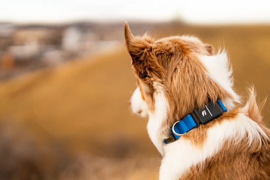 Trackers GPS pour animaux sécurité et tranquillité d'esprit