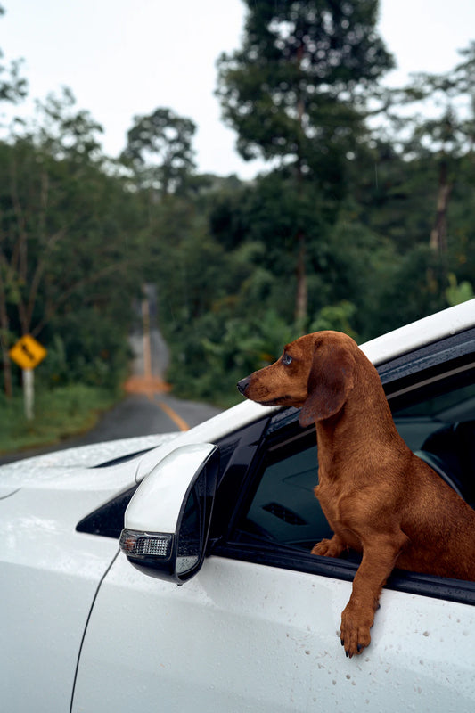 Les Meilleurs Trackers GPS pour Animaux et Véhicules